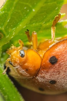 Macro of bug insect (Ladybug) orange and dot black color close up on the green leaf or leave in nature