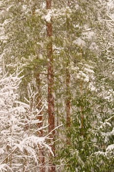 The heavy snowfall in a wild park, winter fairy tale in the forest, snow-covered tree branches, large flakes of snow are slowly falling, nobody, snow storm, blizzard. High quality photo