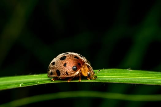 Macro of bug insect (Ladybug) orange and black color close up on the leave in nature