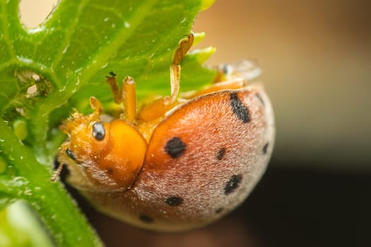 Macro of bug insect (Ladybug) orange and dot black color close up on the green leaf or leave in nature