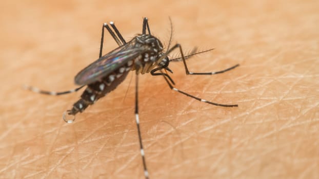 Macro of mosquito (Aedes aegypti) sucking blood close up on the human skin. Mosquito is carrier of Malaria, Encephalitis, Dengue and Zika virus