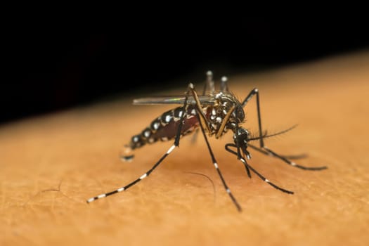 Macro of mosquito (Aedes aegypti) sucking blood close up on the human skin. Mosquito is carrier of Malaria, Encephalitis, Dengue and Zika virus
