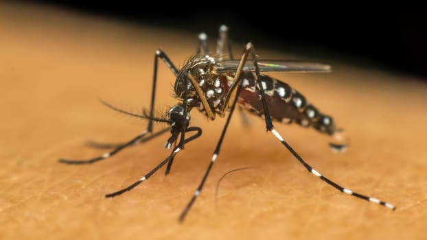 Macro of mosquito (Aedes aegypti) sucking blood close up on the human skin. Mosquito is carrier of Malaria, Encephalitis, Dengue and Zika virus
