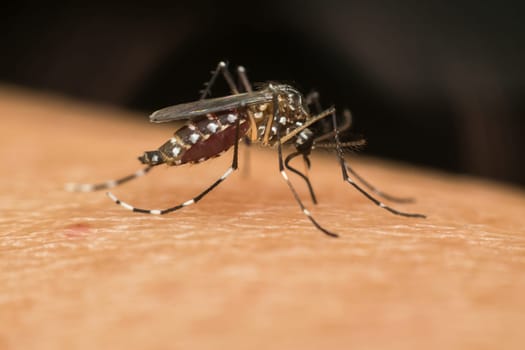Macro of mosquito (Aedes aegypti) sucking blood close up on the human skin. Mosquito is carrier of Malaria; Encephalitis; Dengue and Zika virus