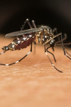 Macro of mosquito (Aedes aegypti) sucking blood close up on the human skin. Mosquito is carrier of Malaria; Encephalitis; Dengue and Zika virus