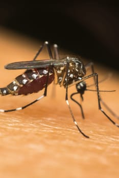 Macro of mosquito (Aedes aegypti) sucking blood close up on the human skin. Mosquito is carrier of Malaria; Encephalitis; Dengue and Zika virus