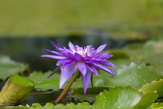 Lotus waterlily flower purple color, Naturally beautiful flowers in the garden