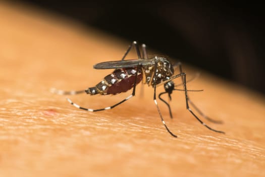Macro of mosquito (Aedes aegypti) sucking blood close up on the human skin. Mosquito is carrier of Malaria; Encephalitis; Dengue and Zika virus