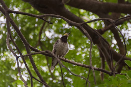 Bird (Black-collared starling, Sturnus nigricollis) perched on a tree in the garden
