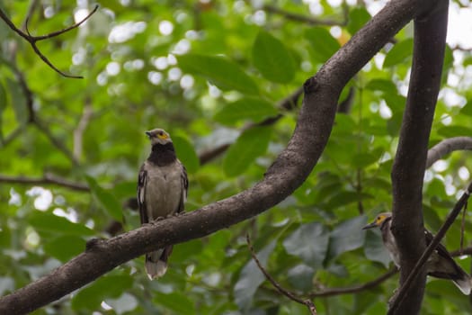 Bird (Black-collared starling, Sturnus nigricollis) perched on a tree in the garden