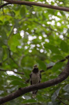 Bird (Black-collared starling, Sturnus nigricollis) perched on a tree in the garden
