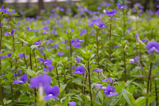 Flower (Blue Hawaii, Scrophulariacea) blue, purple color, Naturally beautiful flowers in the garden