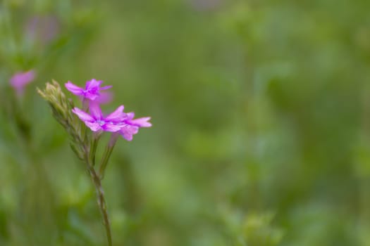 Flower purple, violet, pink color, Naturally beautiful flowers in the garden