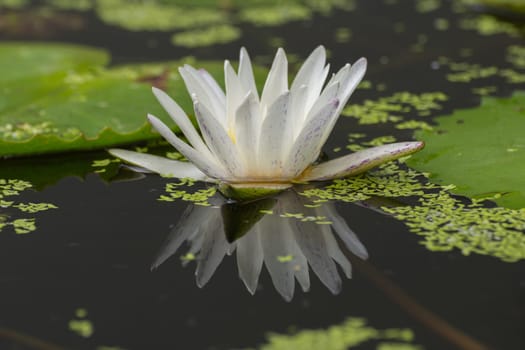 Lotus waterlily flower white color, Naturally beautiful flowers in the garden
