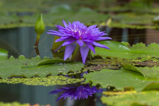 Lotus waterlily flower purple color, Naturally beautiful flowers in the garden