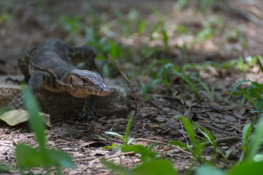 Asian water monitor lizard outdoor nature in a park