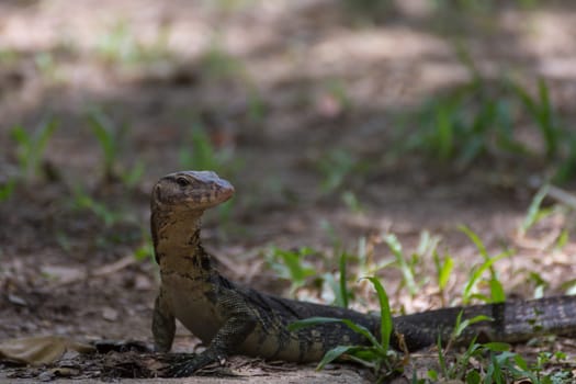 Asian water monitor lizard outdoor nature in a park