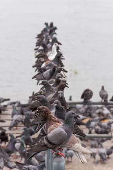 Bird (Pigeon, Dove) perched at a port or harbor Chaopraya river side