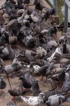 Bird (Pigeon, Dove) perched at a port or harbor Chaopraya river side