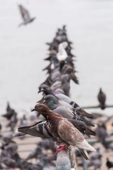 Bird (Pigeon, Dove) perched at a port or harbor Chaopraya river side