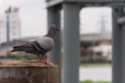 Bird (Pigeon, Dove) perched at a port or harbor Chaopraya river side