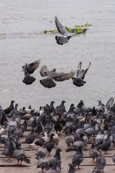 Bird (Pigeon, Dove) perched at a port or harbor Chaopraya river side