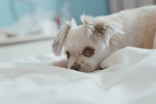 Sweet dog so cute mixed breed with Shih-Tzu, Pomeranian and Poodle sleep lies on a bed of white veil