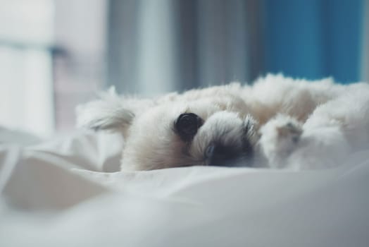 Sweet dog so cute mixed breed with Shih-Tzu; Pomeranian and Poodle sleep lies on a bed of white veil