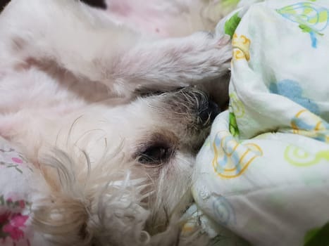 Dog so cute mixed breed with Shih-Tzu, Pomeranian and Poodle sitting or sleep lies on bed with white veil and looking at something with interest on bed in bedroom at home or hotel