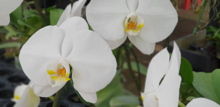 Flower (Orchidaceae or Orchid Flower) purple, violet, white and pink color, Naturally beautiful flowers in the garden