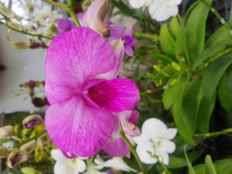 Flower (Orchidaceae or Orchid Flower) purple, violet, white and pink color, Naturally beautiful flowers in the garden