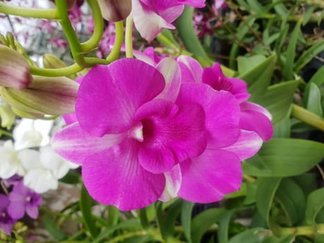 Flower (Orchidaceae or Orchid Flower) purple, violet, white and pink color, Naturally beautiful flowers in the garden