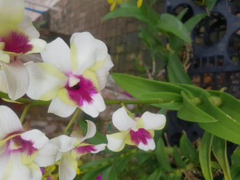 Flower (Orchidaceae or Orchid Flower) purple, violet, white and pink color, Naturally beautiful flowers in the garden