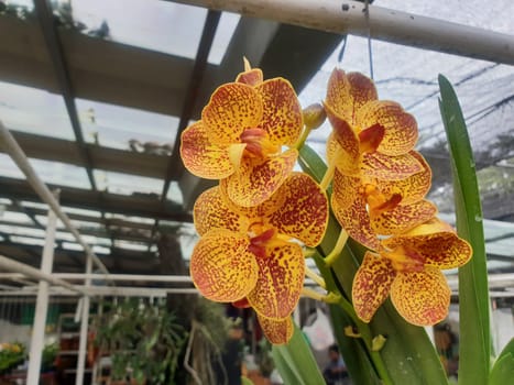 Flower (Orchidaceae or Orchid Flower) purple, violet, white and pink color, Naturally beautiful flowers in the garden