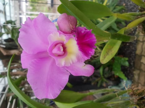 Flower (Orchidaceae or Orchid Flower) purple, violet, white and pink color, Naturally beautiful flowers in the garden