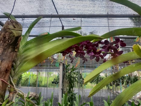 Flower (Orchidaceae or Orchid Flower) purple, violet, white and pink color, Naturally beautiful flowers in the garden