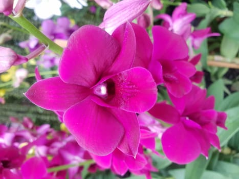 Flower (Orchidaceae or Orchid Flower) purple, violet, white and pink color, Naturally beautiful flowers in the garden
