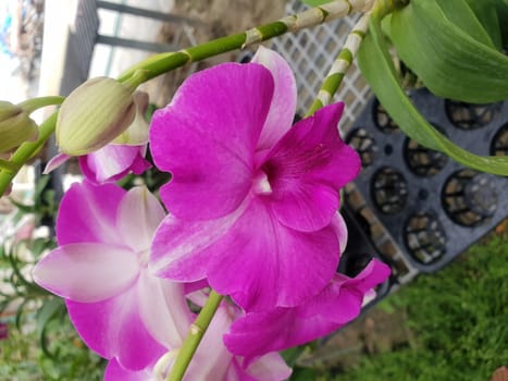 Flower (Orchidaceae or Orchid Flower) purple, violet, white and pink color, Naturally beautiful flowers in the garden