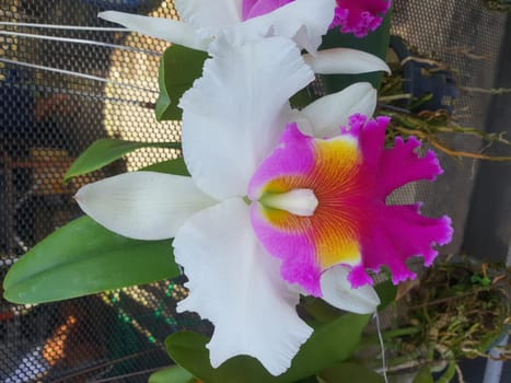 Flower (Orchidaceae or Orchid Flower) purple, violet, white and pink color, Naturally beautiful flowers in the garden