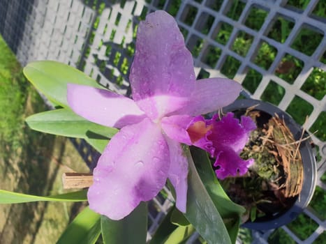 Flower (Orchidaceae or Orchid Flower) purple, violet, white and pink color, Naturally beautiful flowers in the garden