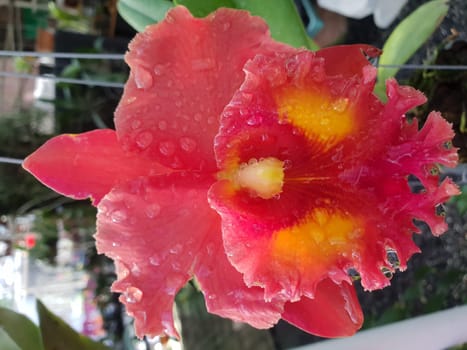 Flower (Orchidaceae or Orchid Flower) purple, violet, white and pink color, Naturally beautiful flowers in the garden