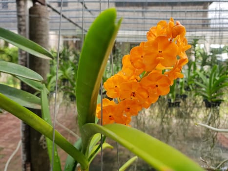 Flower (Orchidaceae or Orchid Flower) purple, violet, white and pink color, Naturally beautiful flowers in the garden