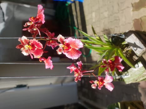 Flower (Orchidaceae or Orchid Flower) purple, violet, white and pink color, Naturally beautiful flowers in the garden