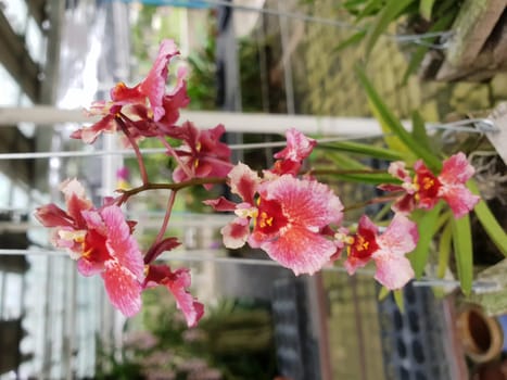 Flower (Orchidaceae or Orchid Flower) purple, violet, white and pink color, Naturally beautiful flowers in the garden