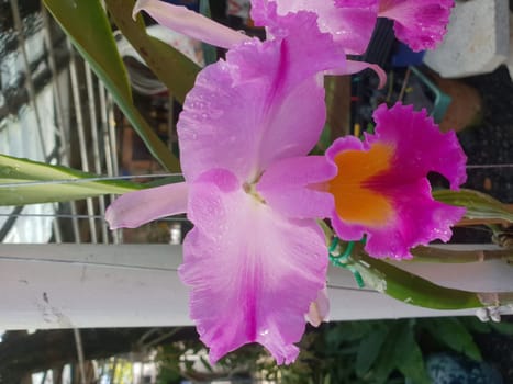 Flower (Orchidaceae or Orchid Flower) purple, violet, white and pink color, Naturally beautiful flowers in the garden