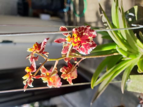 Flower (Orchidaceae or Orchid Flower) purple, violet, white and pink color, Naturally beautiful flowers in the garden