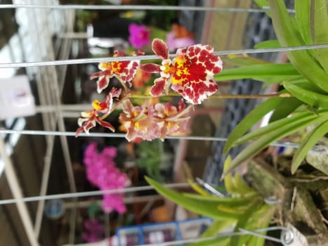 Flower (Orchidaceae or Orchid Flower) purple, violet, white and pink color, Naturally beautiful flowers in the garden