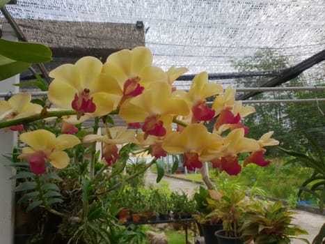 Flower (Orchidaceae or Orchid Flower) purple, violet, white and pink color, Naturally beautiful flowers in the garden