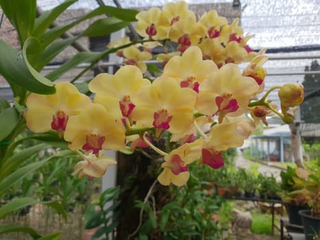 Flower (Orchidaceae or Orchid Flower) purple, violet, white and pink color, Naturally beautiful flowers in the garden