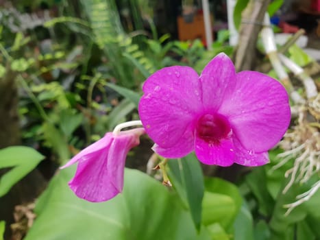 Flower (Orchidaceae or Orchid Flower) purple, violet, white and pink color, Naturally beautiful flowers in the garden